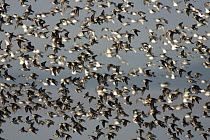 Dunlin (Calidris alpina) flock in winter plumage flying along coast, Washington
