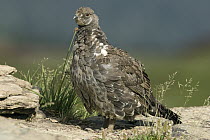 Blue Grouse (Dendragapus obscurus), western Montana