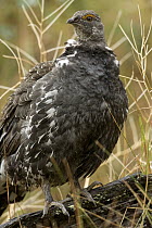 Blue Grouse (Dendragapus obscurus), western Montana