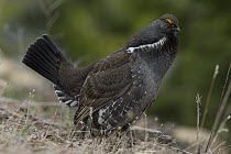 Blue Grouse (Dendragapus obscurus) male displaying in spring, western Montana