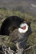 Blue Grouse (Dendragapus obscurus) male displaying in spring, western Montana
