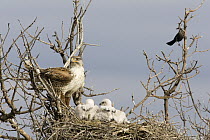 Ferruginous Hawk (Buteo regalis) female at nest with chicks, eastern Montana