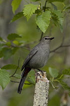 Gray Catbird (Dumetella carolinensis), western Montana