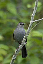 Gray Catbird (Dumetella carolinensis), western Montana