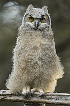 Great Horned Owl (Bubo virginianus) owlet, western Montana