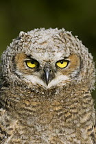 Great Horned Owl (Bubo virginianus) owlet portrait, western Montana