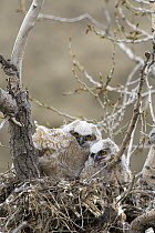 Great Horned Owl (Bubo virginianus) owlets in nest nest, central Montana