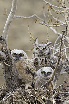 Great Horned Owl (Bubo virginianus) female and owlets in nest, central Montana