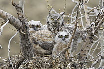 Great Horned Owl (Bubo virginianus) female and owlets in nest, central Montana