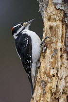 Hairy Woodpecker (Picoides villosus) male on snag, western Montana