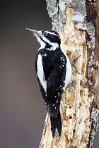 Hairy Woodpecker (Picoides villosus) male on snag, western Montana