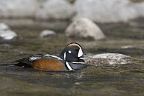 Harlequin Duck (Histrionicus histrionicus) male in creek, western Montana