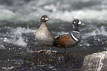 Harlequin Duck (Histrionicus histrionicus) male and female in creek, Yellowstone National Park, Wyoming