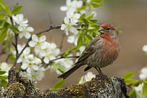 House Finch (Carpodacus mexicanus) male with spring blossoms, western Montana