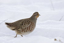 European Partridge (Perdix perdix) in snow, western Montana