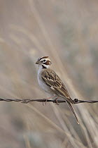 Lark Sparrow (Chondestes grammacus) sitting on barbed wire fence, western Montana