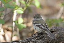 Least Flycatcher (Empidonax minimus), Montana