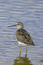 Lesser Yellowlegs (Tringa flavipes) in spring plumage wading in lake, central Montana