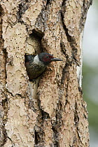 Lewis's Woodpecker (Melanerpes lewis) at nest cavity in Ponderosa Pine (Pinus ponderosa), western Montana