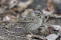 Lincoln's Sparrow (Melospiza lincolnii) camouflaged amid leaf litter, eastern Montana
