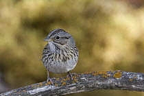 Lincoln's Sparrow (Melospiza lincolnii), eastern Montana