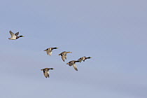 Mallard (Anas platyrhynchos) flock flying, central Montana