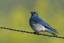 Mountain Bluebird (Sialia currucoides) male on barbed wire fence, western Montana