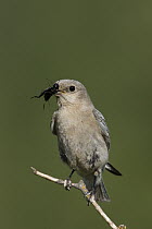 Mountain Bluebird (Sialia currucoides) female with insect in beak, western Montana