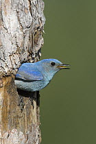 Mountain Bluebird (Sialia currucoides) male calling at edge of nest cavity, western Montana