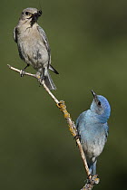 Mountain Bluebird (Sialia currucoides) male and female with insect prey, western Montana