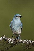 Mountain Bluebird (Sialia currucoides) male, western Montana