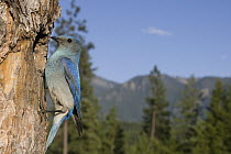 Mountain Bluebird (Sialia currucoides) male at nest cavity, western Montana