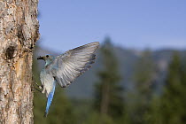 Mountain Bluebird (Sialia currucoides) male returning to nest cavity with prey, western Montana