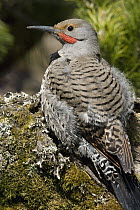 Northern Flicker (Colaptes auratus) male, western Montana