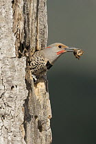 Northern Flicker (Colaptes auratus) male coming out of nest cavity with fecal sac, western Montana