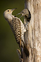 Northern Flicker (Colaptes auratus) female feeding young at nest cavity, western Montana