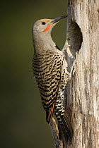 Northern Flicker (Colaptes auratus) male at nest cavity, western Montana
