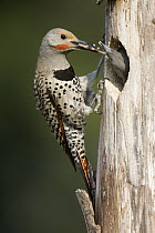 Northern Flicker (Colaptes auratus) male feeding young at nest cavity, western Montana