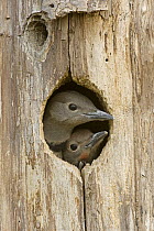Northern Flicker (Colaptes auratus) young in nest cavity, western Montana