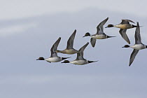 Northern Pintail (Anas acuta) group flying, central Montana