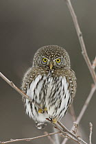Northern Pygmy Owl (Glaucidium californicum), western Montana, Sequence 1 of 2