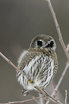 Northern Pygmy Owl (Glaucidium californicum) with head turned showing false eye spots, western Montana. Sequence 2of 2