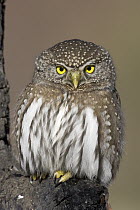 Northern Pygmy Owl (Glaucidium californicum), western Montana