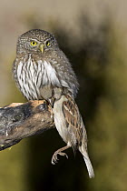 Northern Pygmy Owl (Glaucidium californicum) with a House Sparrow (Passer domesticus) in its talons, western Montana