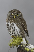Northern Pygmy Owl (Glaucidium californicum), western Montana