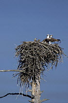 Osprey (Pandion haliaetus) pair at nest with young, western Montana