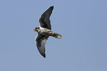 Prairie Falcon (Falco mexicanus) flying, eastern Montana
