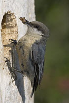 Pygmy Nuthatch (Sitta pygmaea) at nest cavity with prey, western Montana