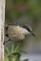 Pygmy Nuthatch (Sitta pygmaea) at nest cavity, western Montana