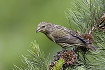 Red Crossbill ( Loxia curvirostra) juvenile, western Montana